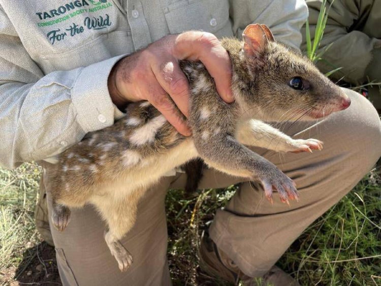 quolls_3