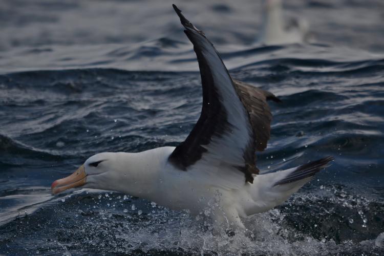 Albatros ceja negra acuatiza_1_24022012_Tamini