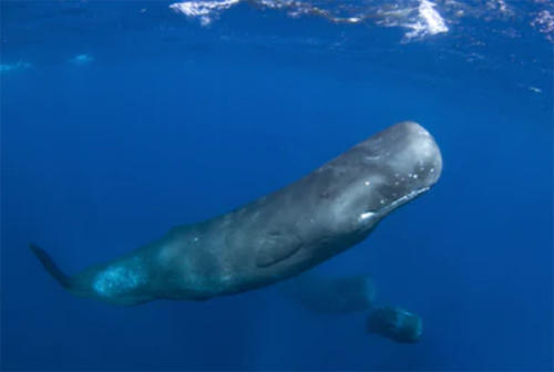 Fotógrafo marino captó por primera vez la forma en que las ballenas duermen