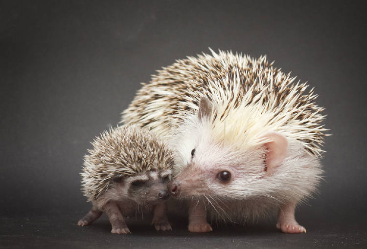 pequeños roedores pequeños roedores