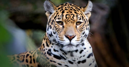El jaguar está al borde de la extinción por los incendios forestales en Bolivia