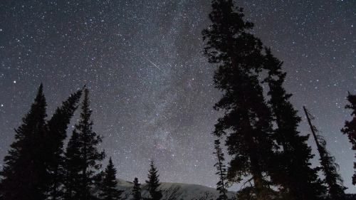 bosque de noche con cielo estrellado y estrella fugaz 