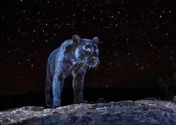 leopardo negro