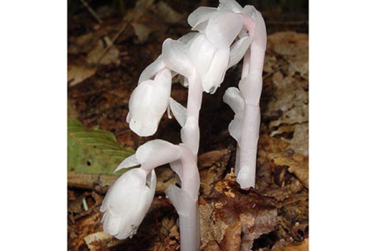 flor Su extraña estrategia de supervivencia podría reescribir los manuales de biología. (Imagen: www2.cortland.edu)