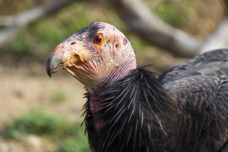 T14_0106_009CaliforniaCondor 1000x667