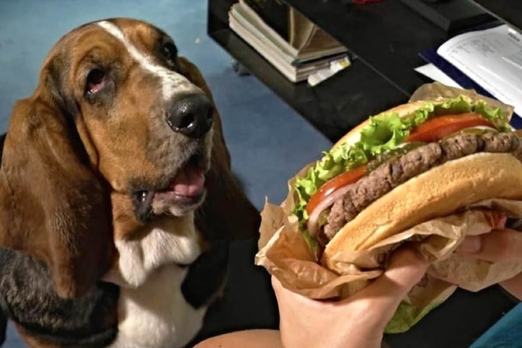 perro hamburguesa