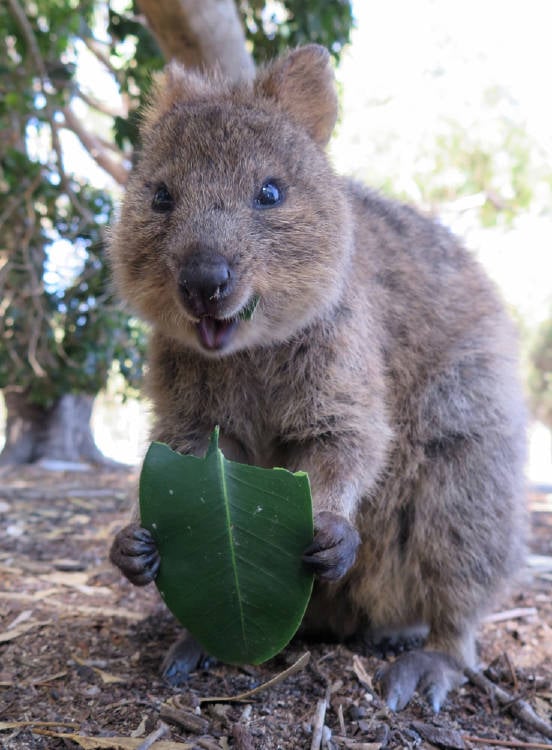 Un quokka comiendo una hoja