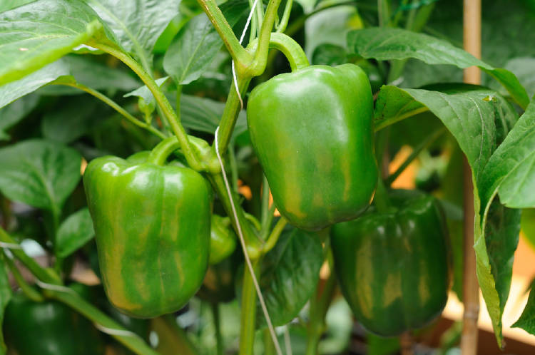 Cultivo de pimientos morrones en maceta