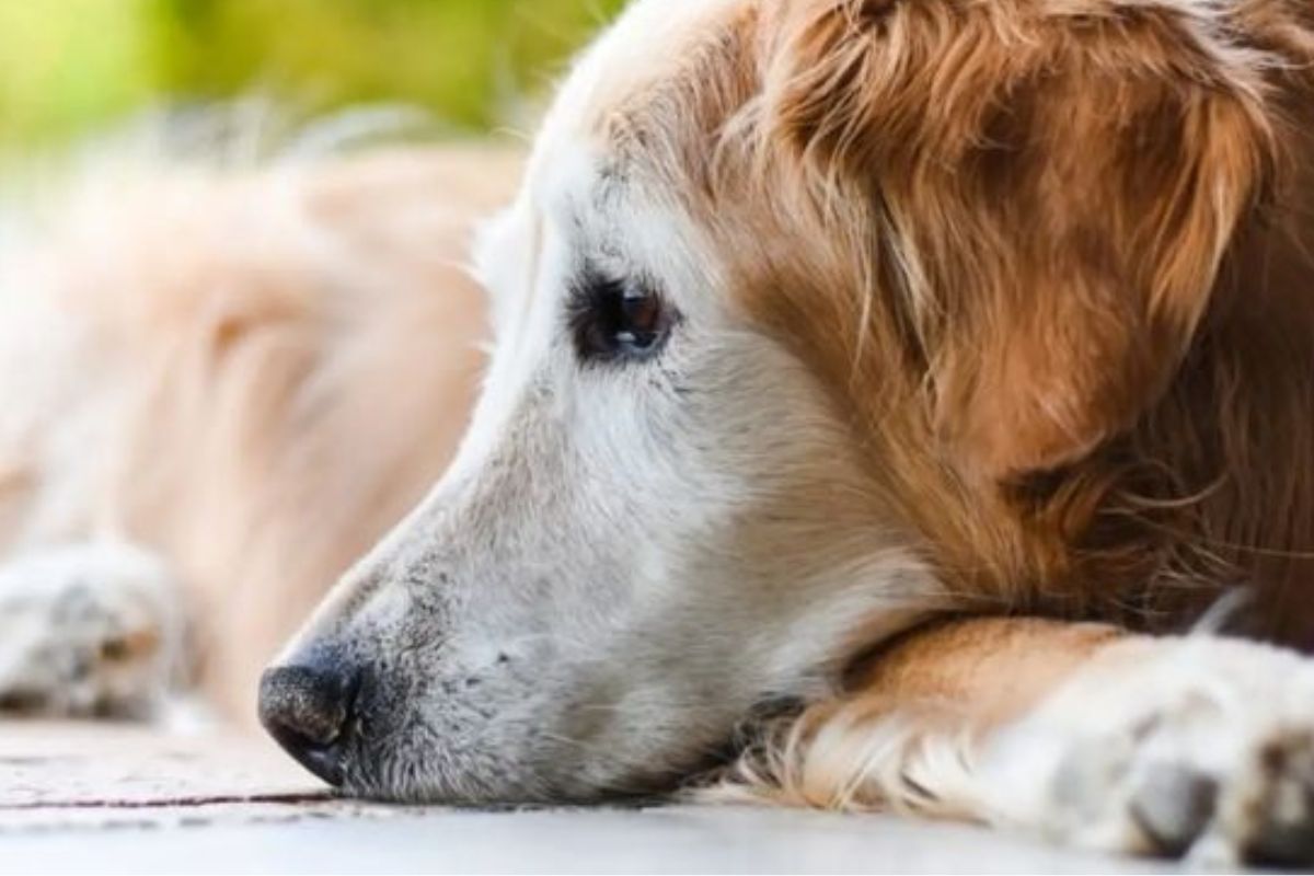 s perros pueden tener Parkinson? Sí, aunque es una enfermedad poco frecuente en veterinaria. Si tu perro presenta temblores, rigidez o cambios en su coordinación y comportamiento, no dudes en consultar con un especialista. (Foto: Pinterest)