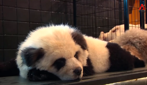 Perro panda Perro panda