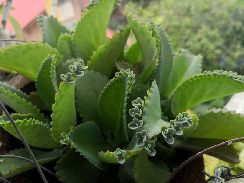 Kalanchoe La Hierba Que No Parece Tanto Pero Podria Curar El