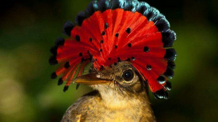 mosquero real Como insectívoro, el Mosquero Real cumple un rol fundamental en el control de poblaciones de insectos, (Foto: Pinterest)