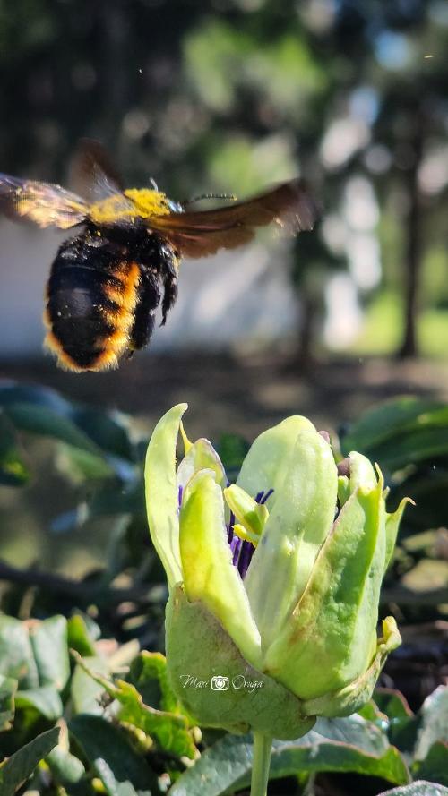 Manganga Tiene como objetivo último restaurar las poblaciones del mangangá, cuya población disminuyó drásticamente en la Patagonia. (Foto: Pinterest)