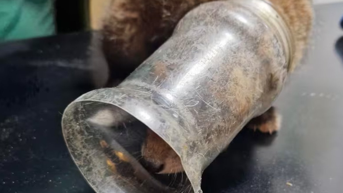 zorro plástico zorro plástico