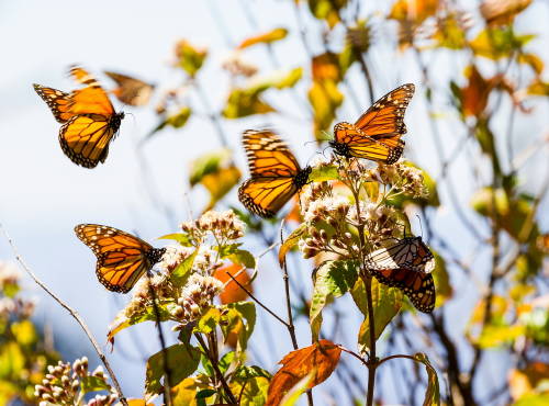 Fue asesinado un ambientalista mexicano defensor de la mariposa monarca
