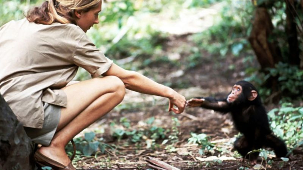 jane goodall jane goodall