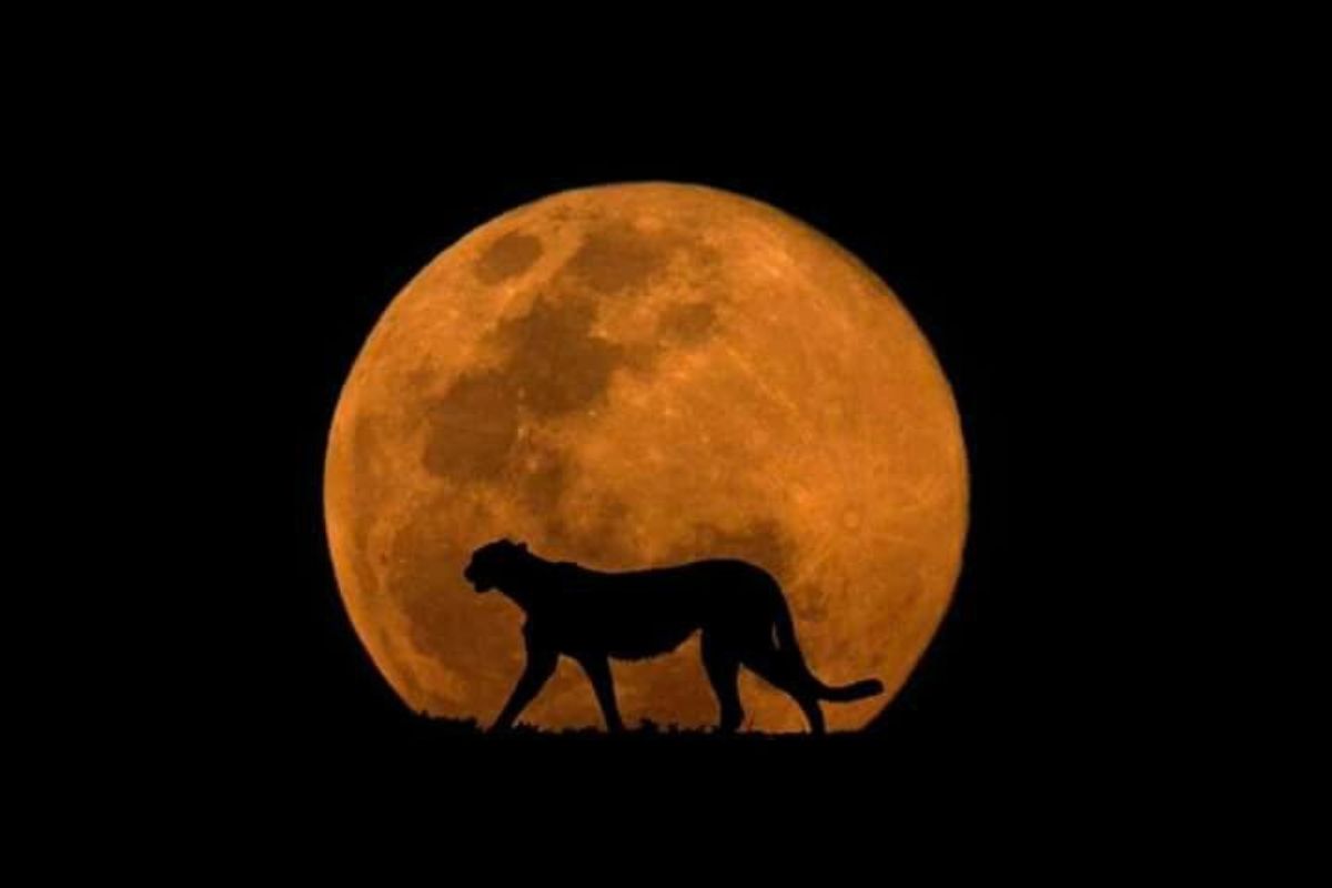 Animales y luna llena ¿Cómo responden los animales ante la luz lunar? (Créditos: Pinterest)