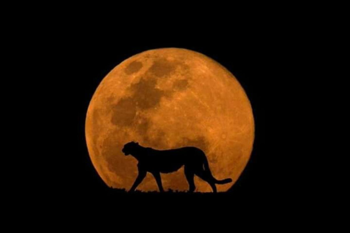 ¿Cómo responden los animales ante la luz lunar? (Créditos: Pinterest)