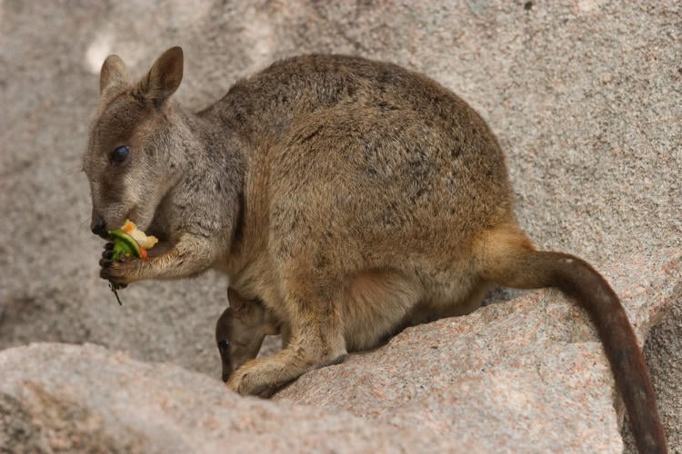 Walabi Cola de Cepillo comiendo 