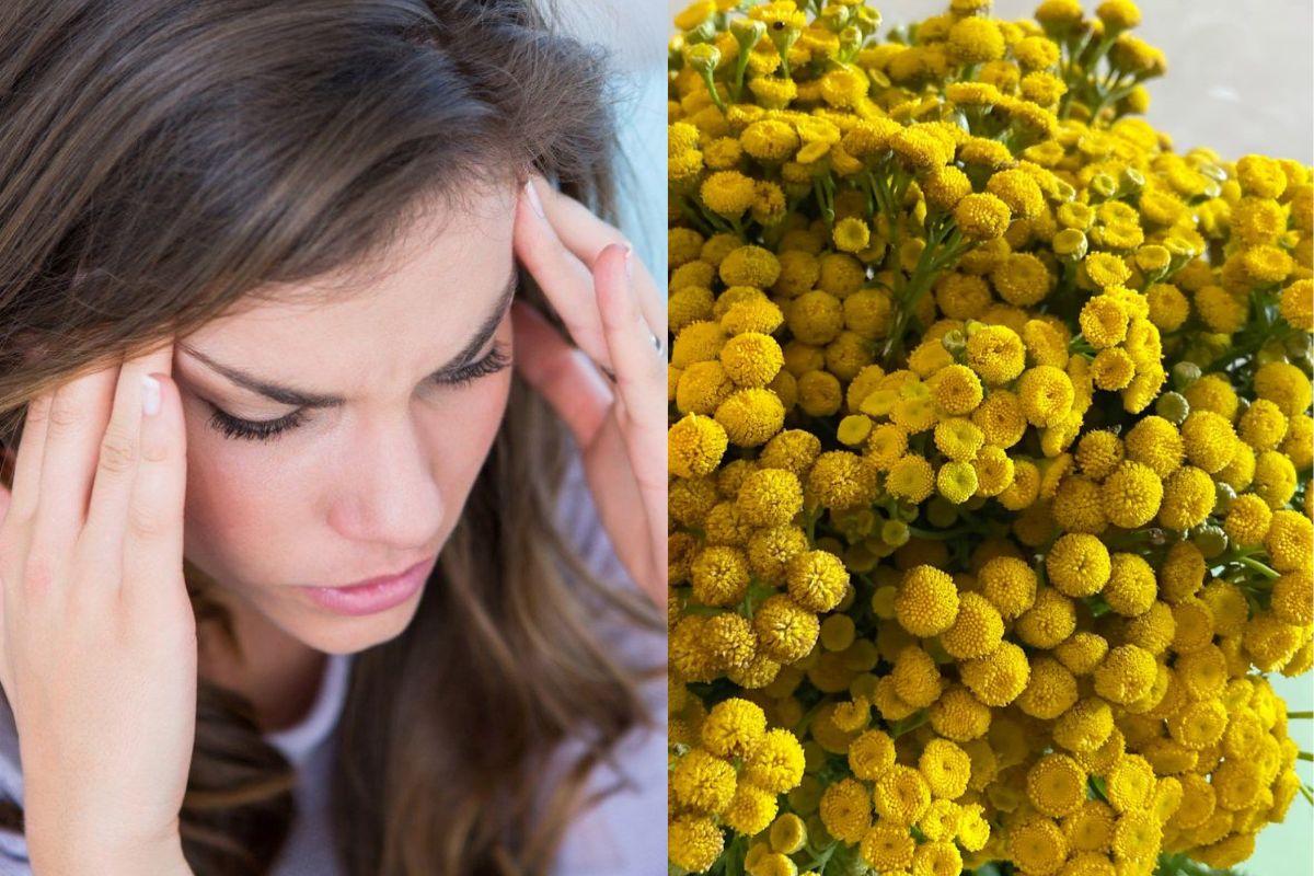 planta matricaria planta matricaria