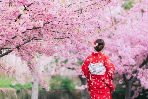 cerezos japon