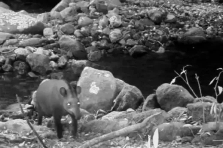 tapir Por un lado, actúa como un \"jardinero del bosque\", dado que dispersa las semillas en todas las áreas de la Mata Atlántica. De esta manera, facilita que las plantas y árboles puedan expandirse. (Fuente: Cronista)