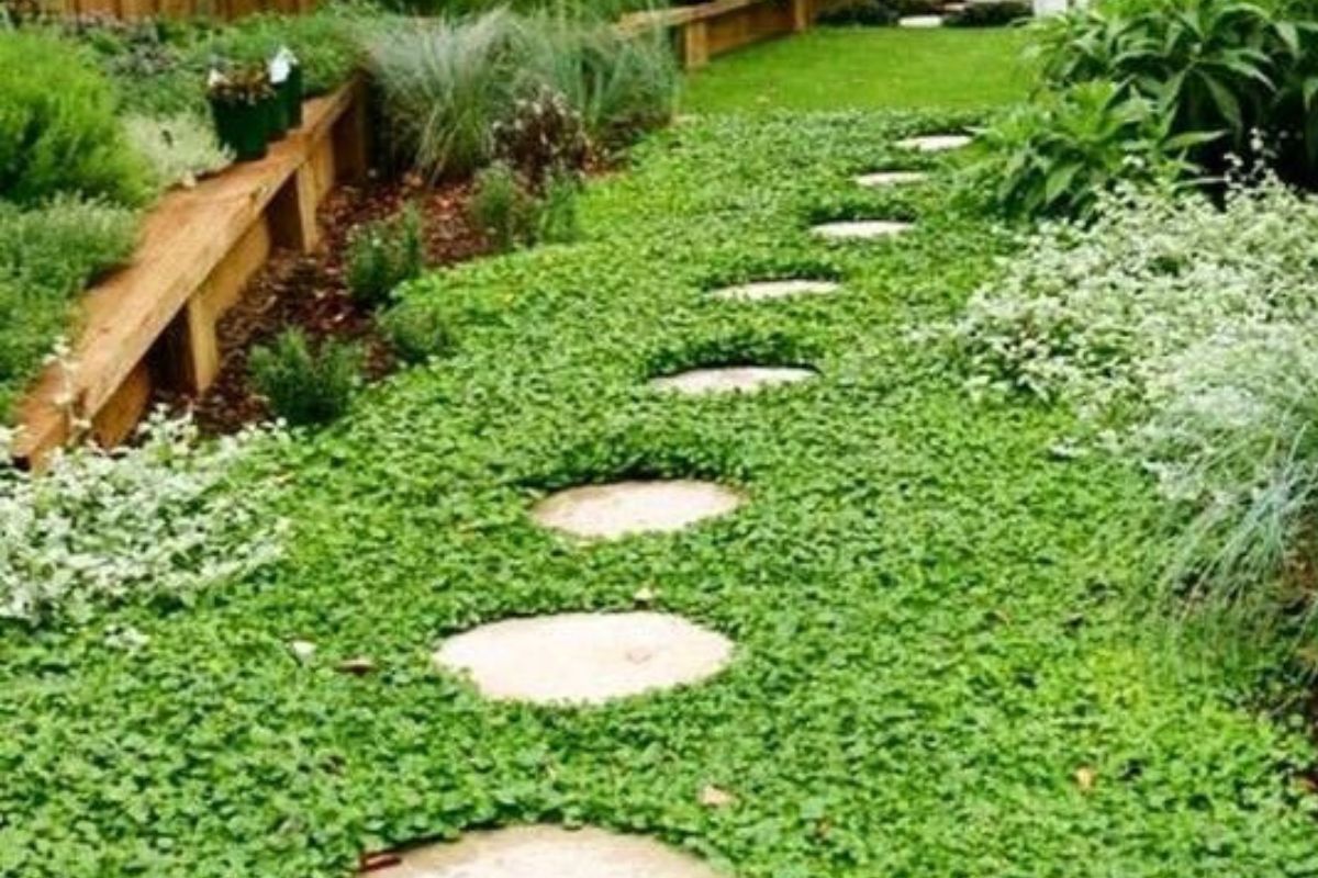 Sus hojas redondeadas y su textura suave crean una alfombra vegetal densa y pareja. (Imagen: Pinterest)