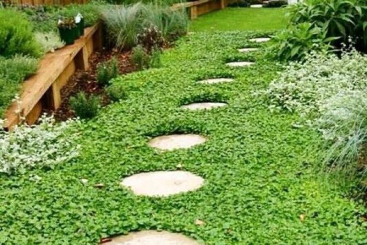 planta Sus hojas redondeadas y su textura suave crean una alfombra vegetal densa y pareja. (Imagen: Pinterest)