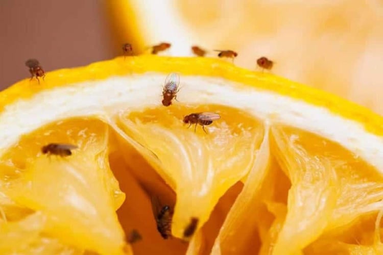 moscas fruta