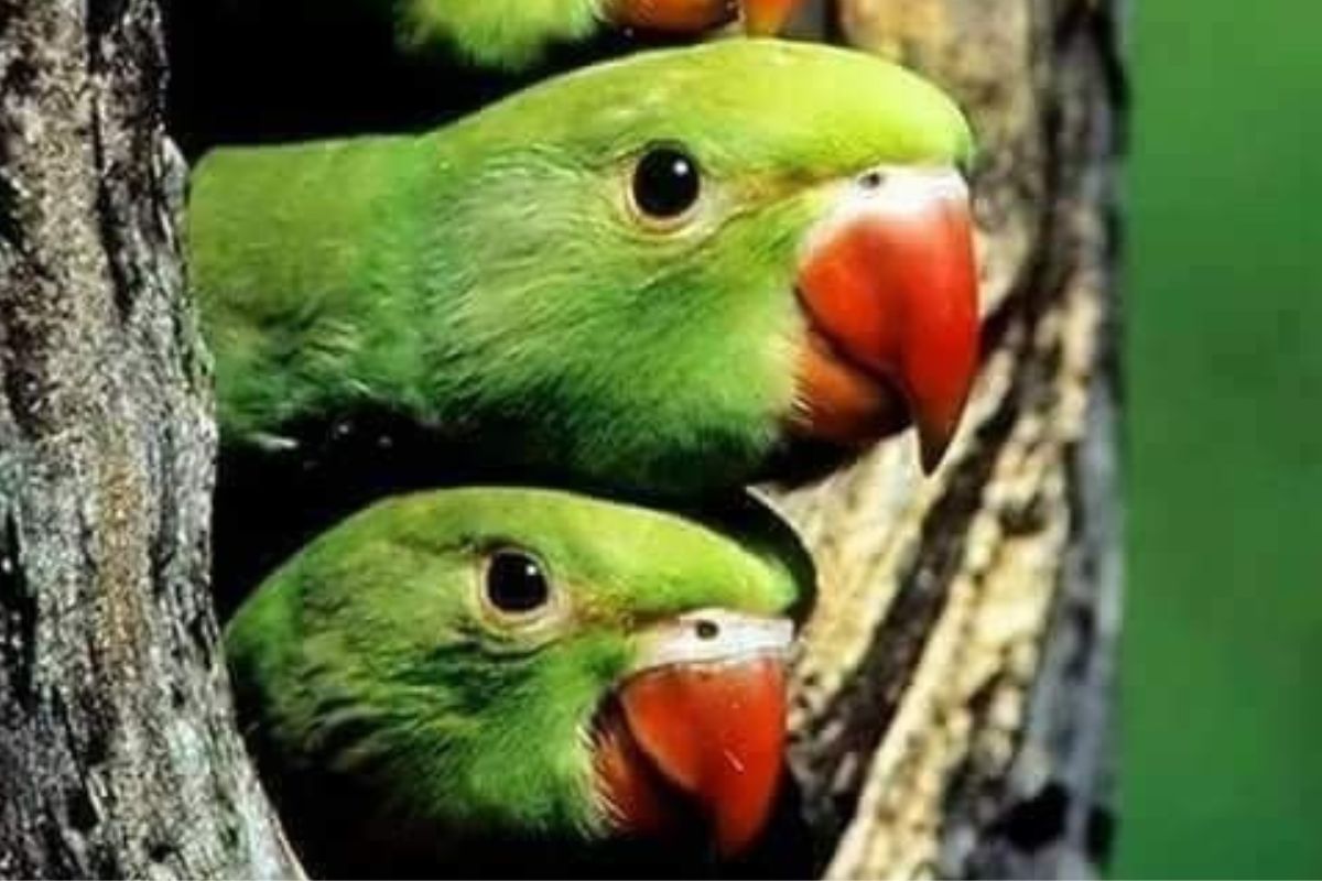 Los especialistas coinciden en que la clave está en frenar el comercio ilegal y la liberación de mascotas exóticas. (msn.com)