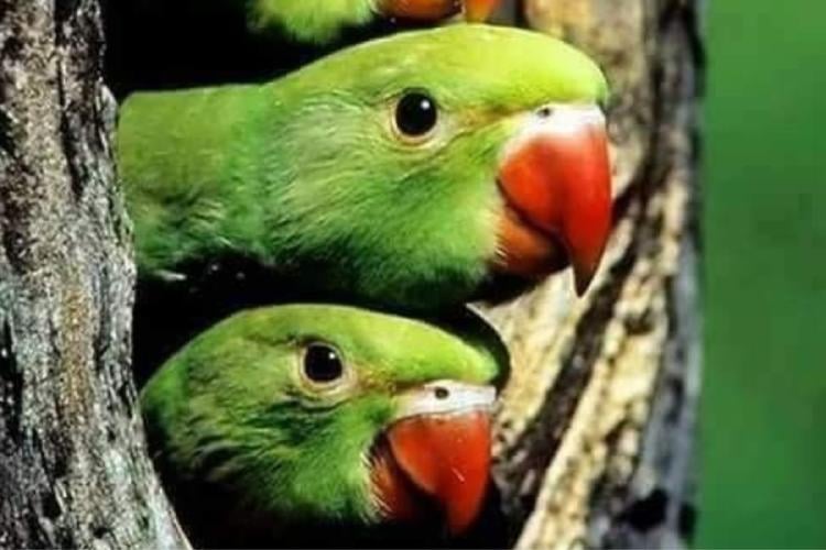 cotorras Los especialistas coinciden en que la clave está en frenar el comercio ilegal y la liberación de mascotas exóticas. (msn.com)