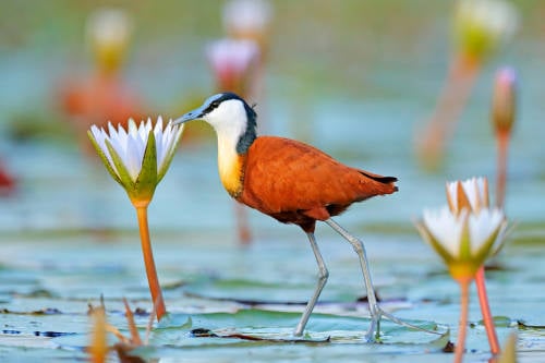 Día de la Biodiversidad: una oportunidad para ver nuestro entorno con otros ojos