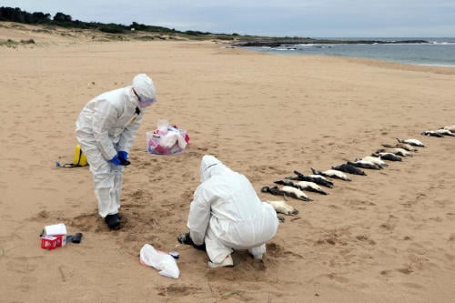 pinguinos2 pinguinos2