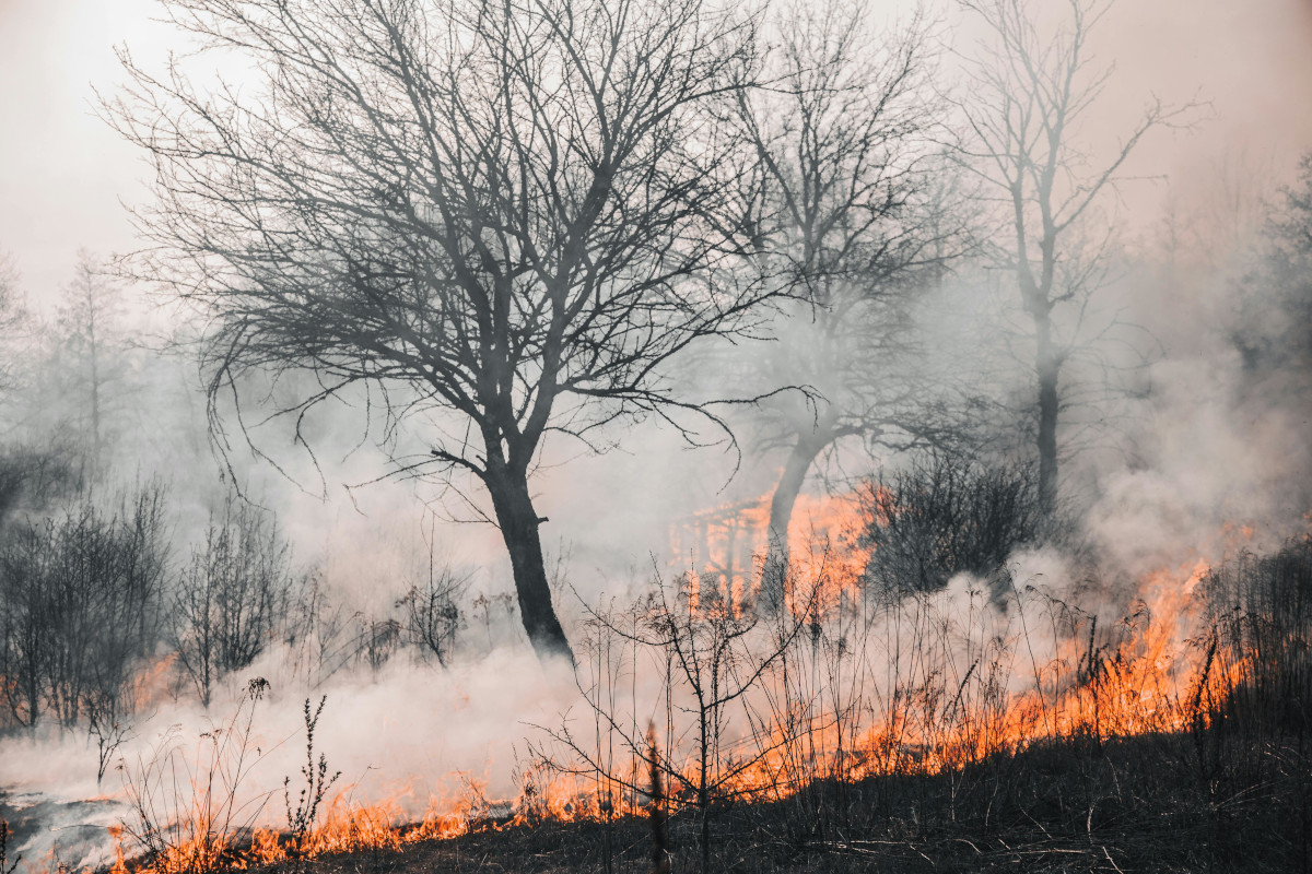incendio forestal pexels vladyslav dukhin 4070727