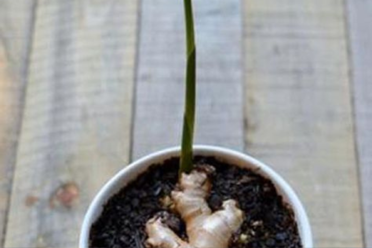 Planta jengibre Planta de jengibre (Foto: Pinterest)