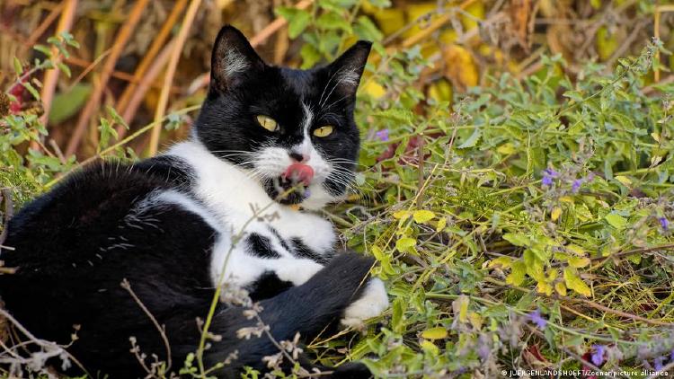 Gatos hierbas insecticidas