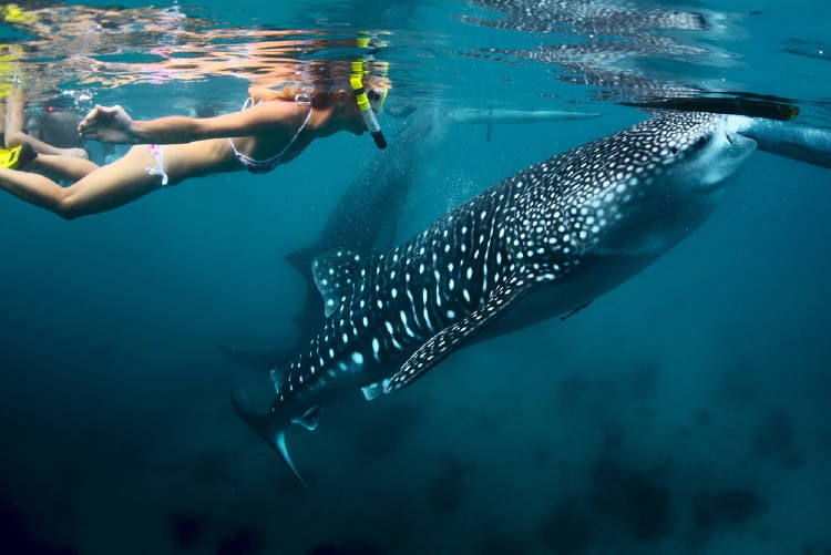 joven buceando con el tiburon ballena en filipinas