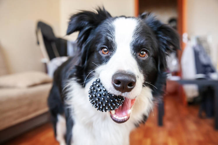 perro pelota