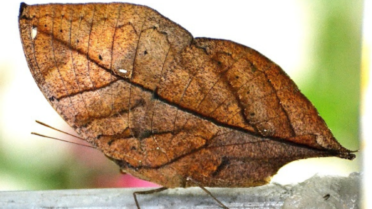 mariposa Explorar el mundo de la Kallima inachus es adentrarse en los misterios del camuflaje natural y la lucha por la supervivencia en la naturaleza. (Foto: pinterest)