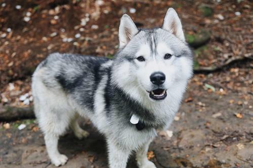 husky gas leak 010824 1 6f33a2832da34d1eaa3e34dc5f021dc2 husky gas leak 010824 1 6f33a2832da34d1eaa3e34dc5f021dc2