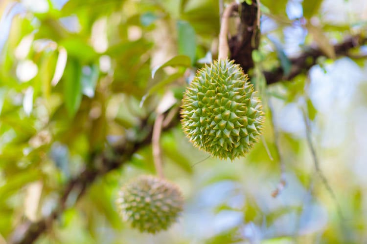 fruta apestosa durian