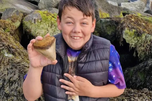 NIÑO DIENTE MEGALODÓN NIÑO DIENTE MEGALODÓN