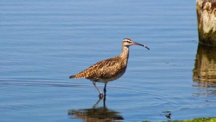 zarapito fino El zarapito fino era un ave que habitaba las regiones de cría en Kazajistán y Rusia y pasaba los inviernos en el norte de África y el oeste de Asia. (Foto: Pinterest)