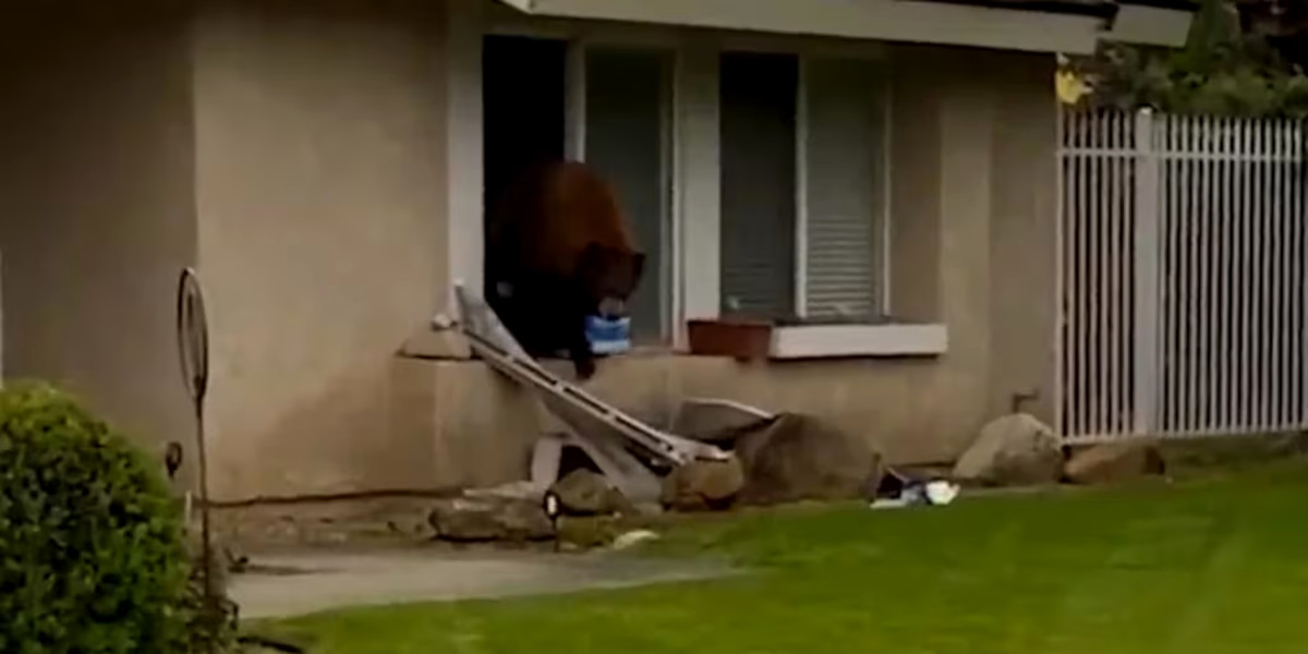 oso galletas oreo2 oso galletas oreo2