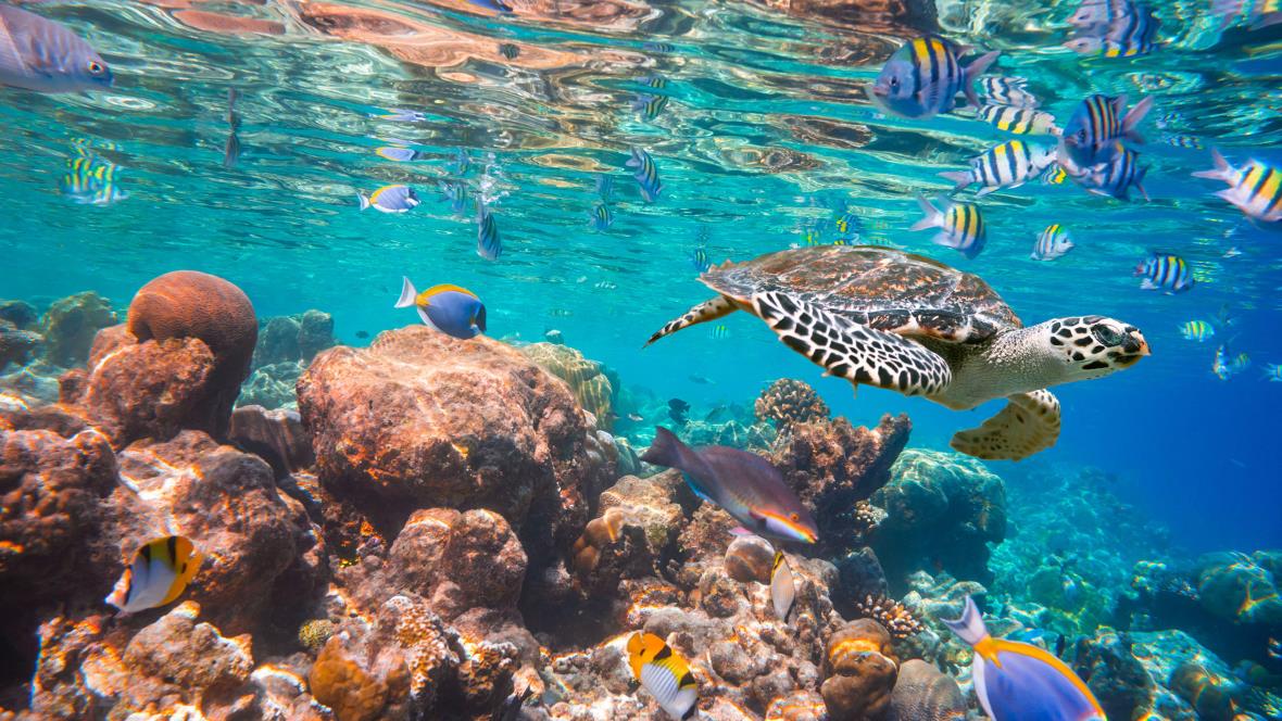 fauna seychelles fauna seychelles