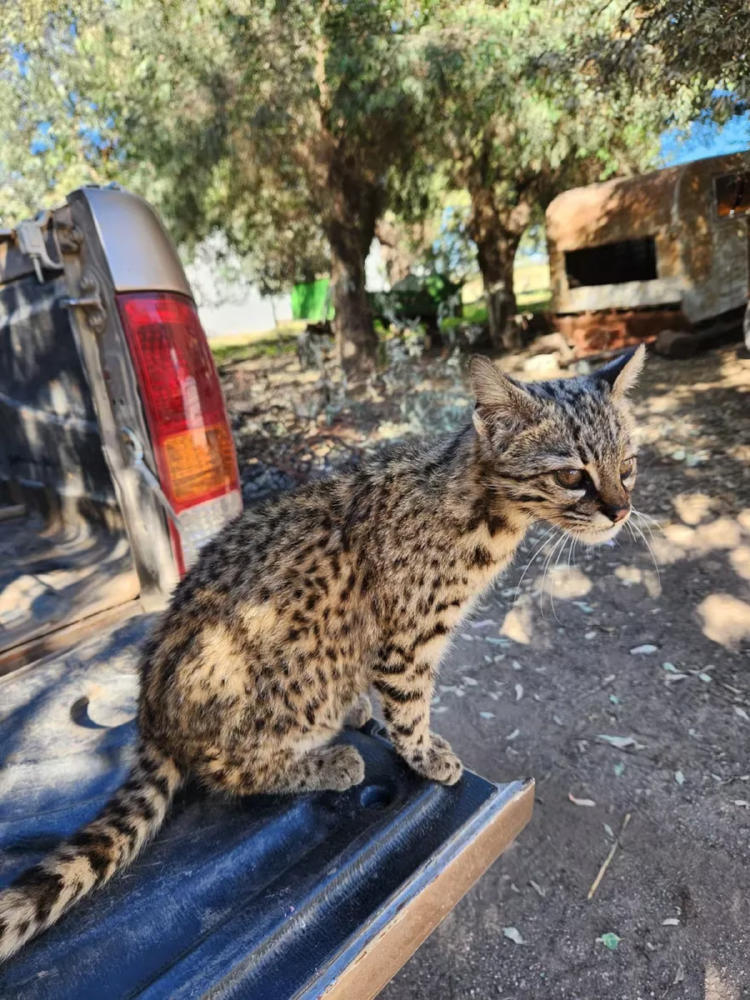 gato gato