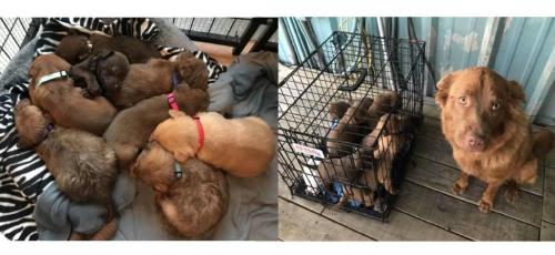 perra rescatada perra rescatada