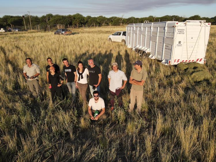 Translocación de guanacos de Santa Cruz a La Pampa 04 © Alejandro Calderón Rewilding Argentina(1)