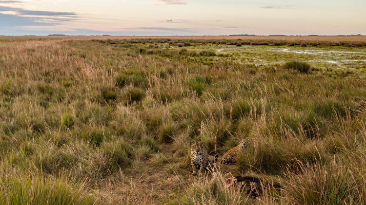 Juruna y cachorro Matias Rebak Fundacion Rewilding Argentina (1)