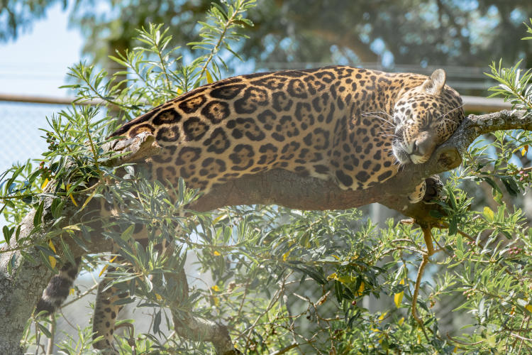 Fundación Rewilding Argentina - Malu - Matias Rebak - 12